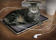 Объявлен конкурс на лучшую iPad-игру для кошек